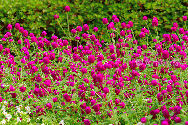 Gomphrena globbosa /全球苋菜花